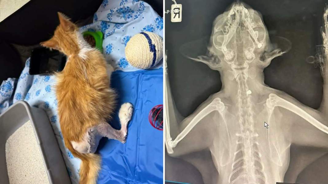 Reports Of Shot Cats In Lakatamia