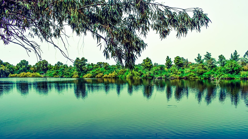 Tree 2350403 960 720