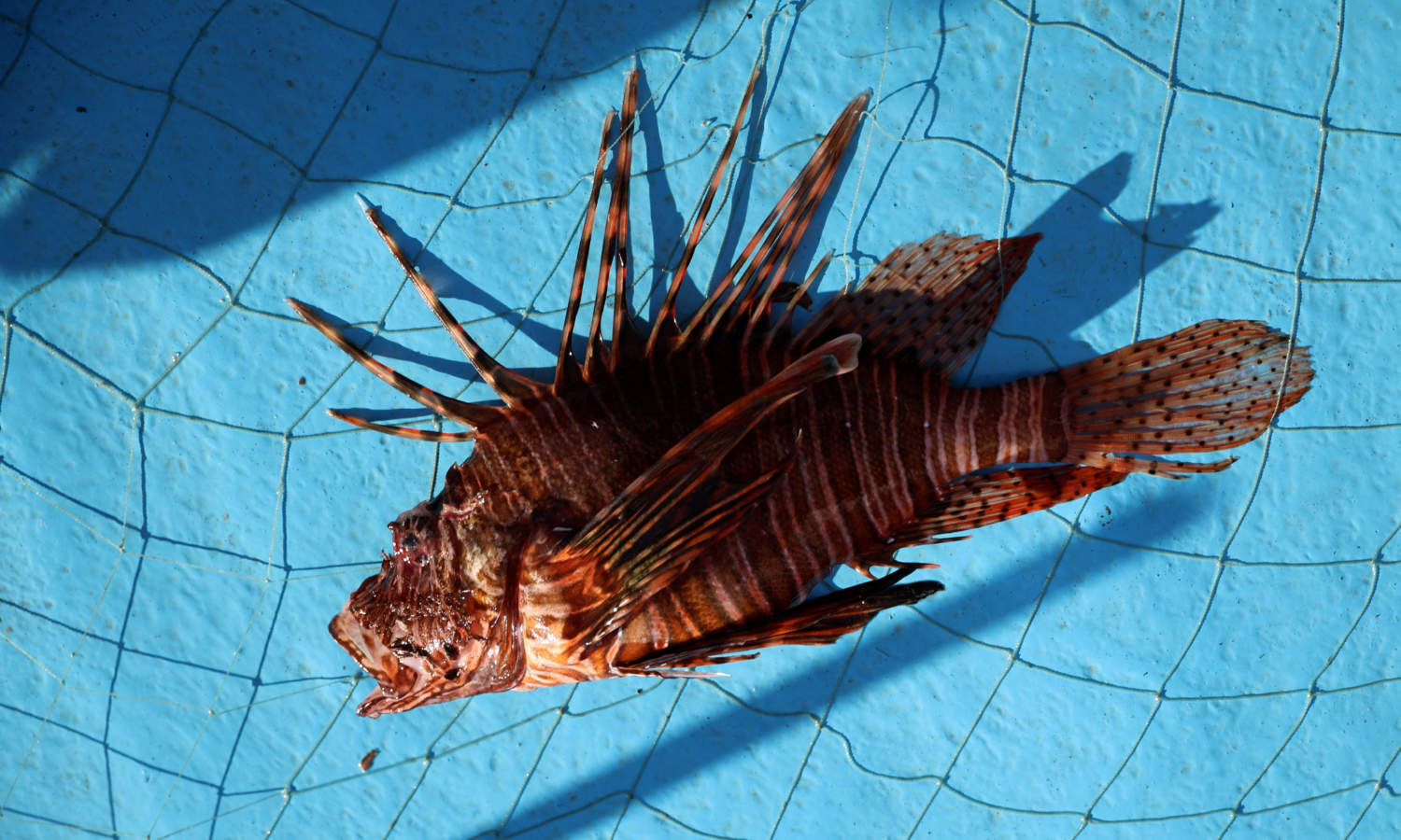 A Lionfish Lies After Being Caught In A Trap In The Coastal City Of Limassol