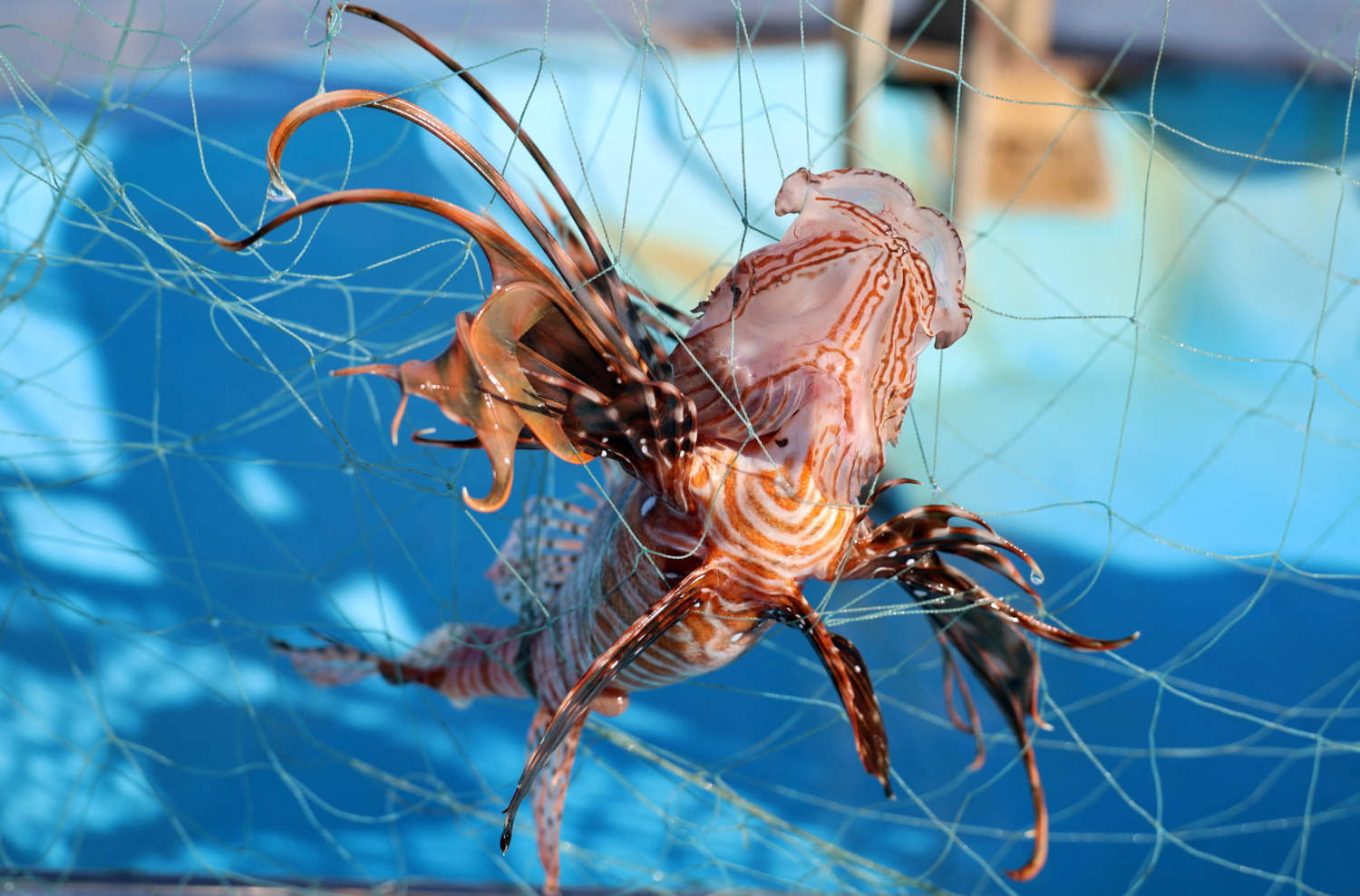 A Lionfish Is Caught In A Trap In The Coastal City Of Limassol