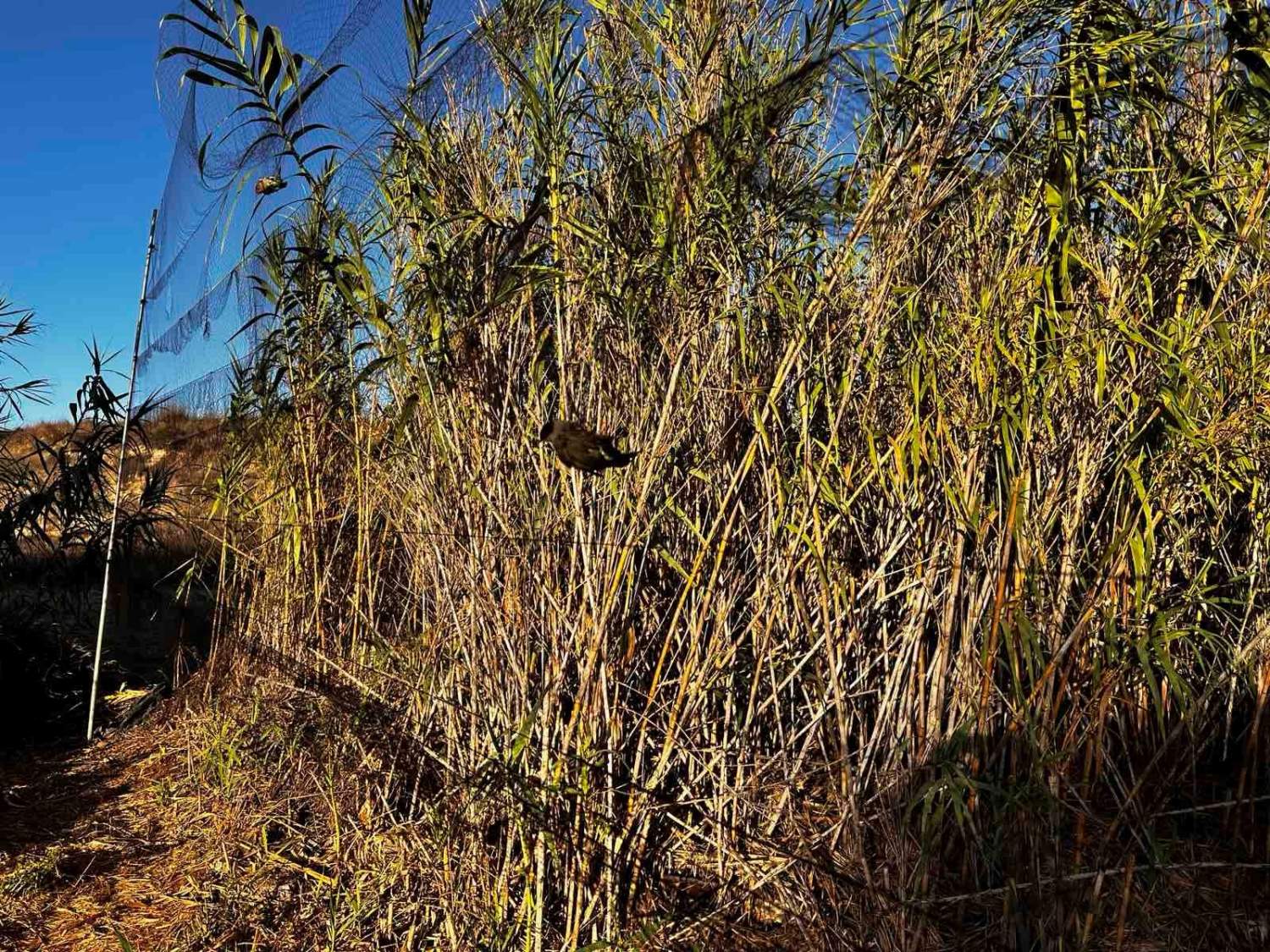 Bird Trapping