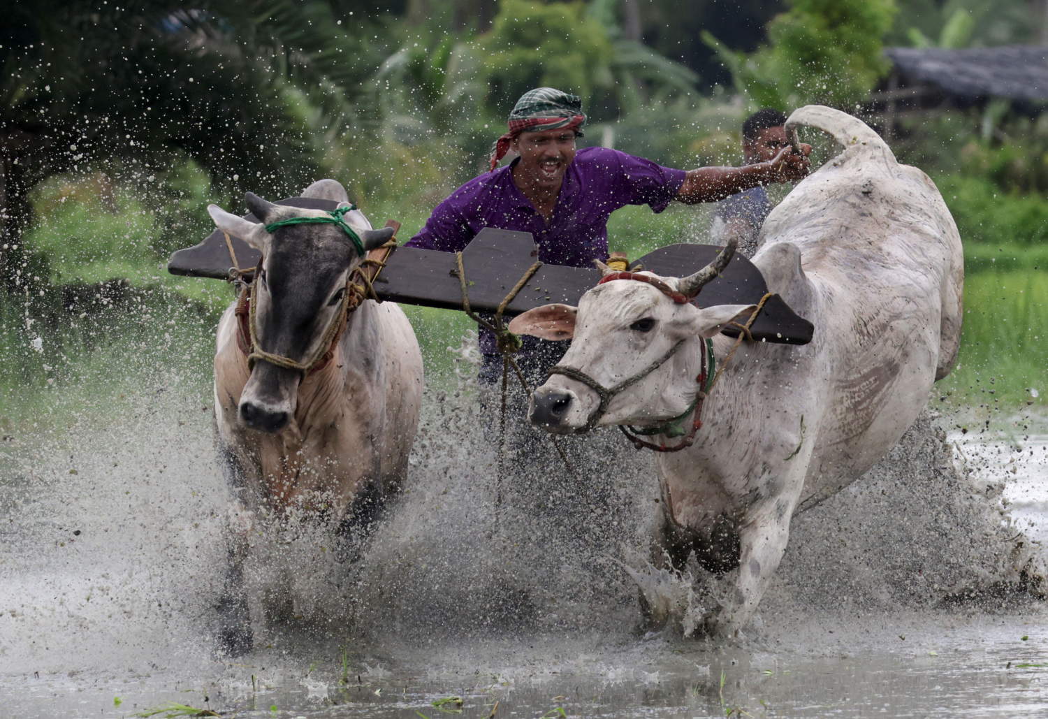 Traditional Bull Race Of Bengal, India