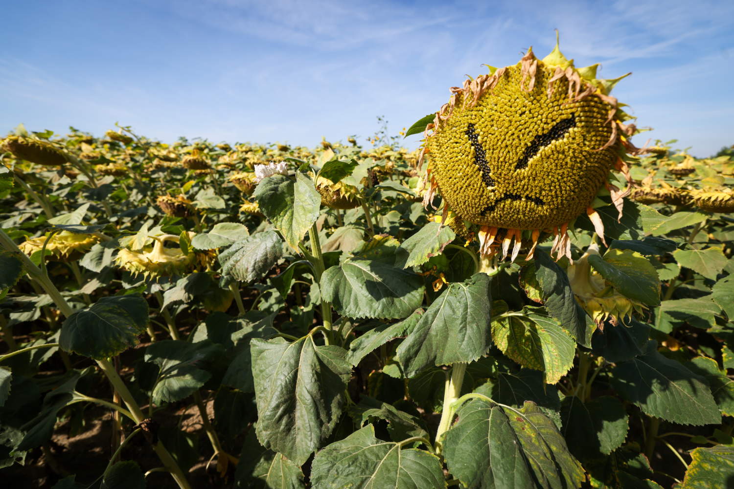 Dry Weather Affects Belgian Agriculture