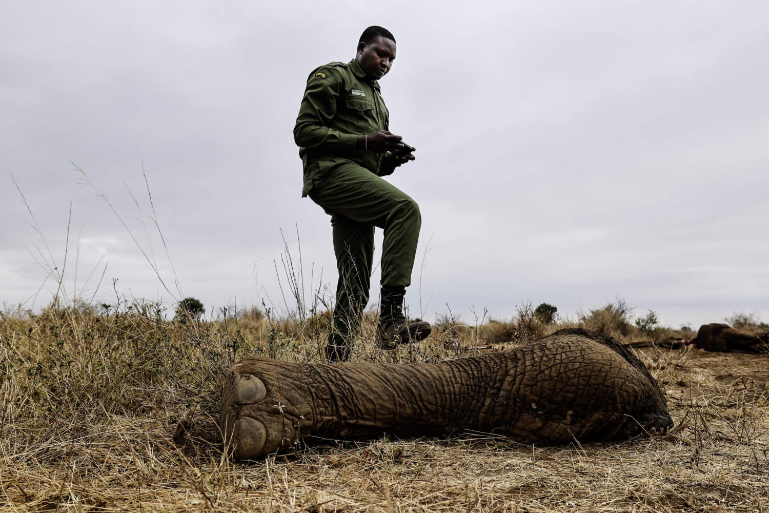 Elephant Deaths Under Investigation In Kenya's Amboseli Ecosystem