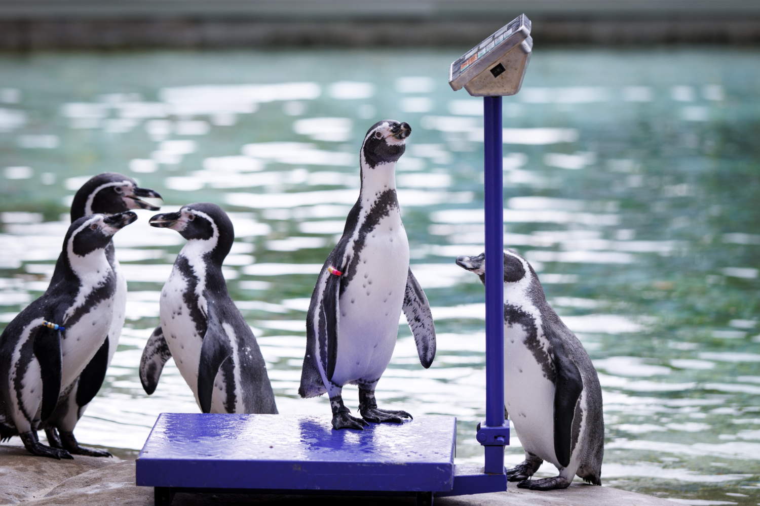 London Zoo's Annual Weigh In 2026
