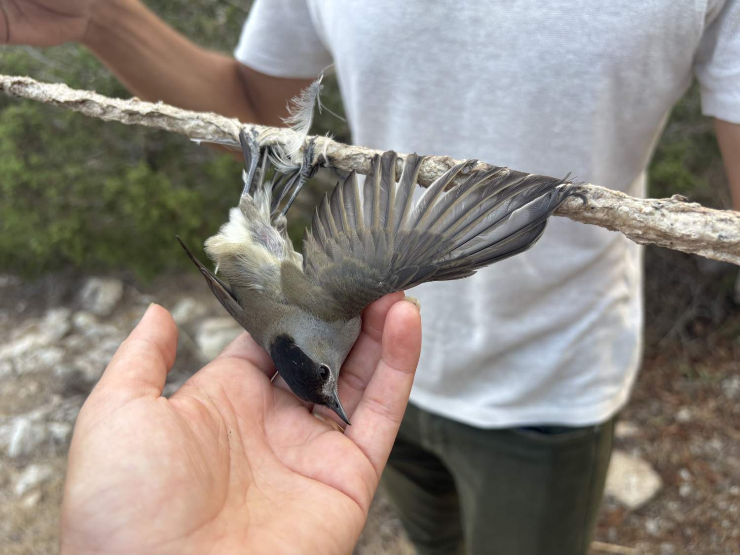 Photo2 Blackcap Trapped On Limestick
