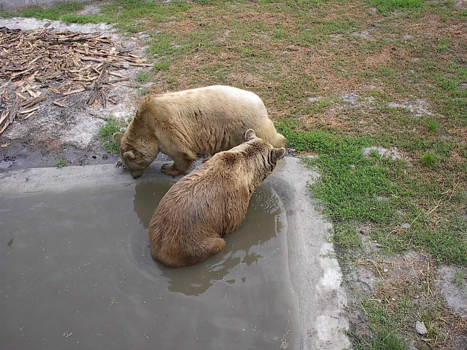 Animal Party Seeks Melios Zoo Closure After Bear Escapes, Recalls Limassol Animal Cases