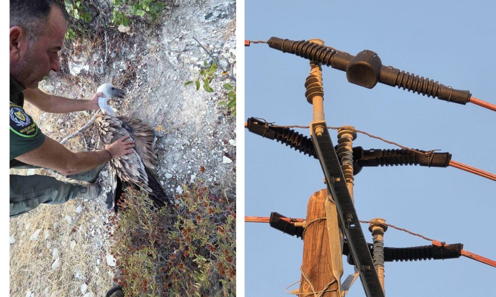 Another Vulture Dead, One Injured Under Eac Poles At Korfi