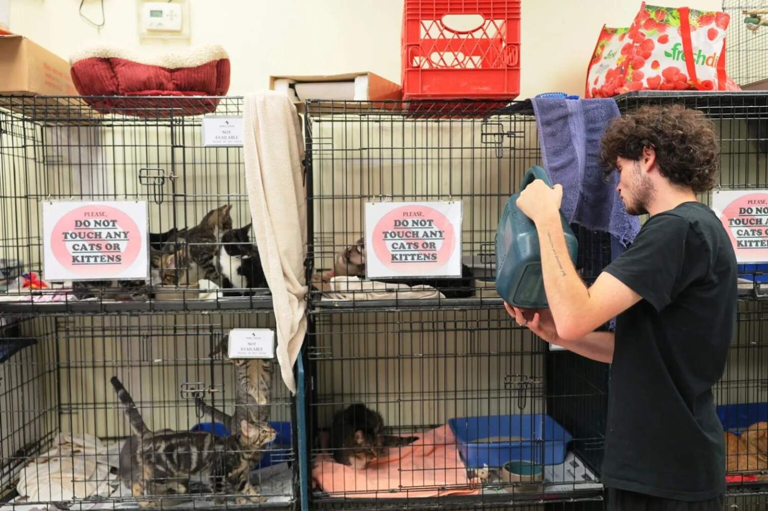 Cat Shelter Pet Rescue Adoption 1536x1023