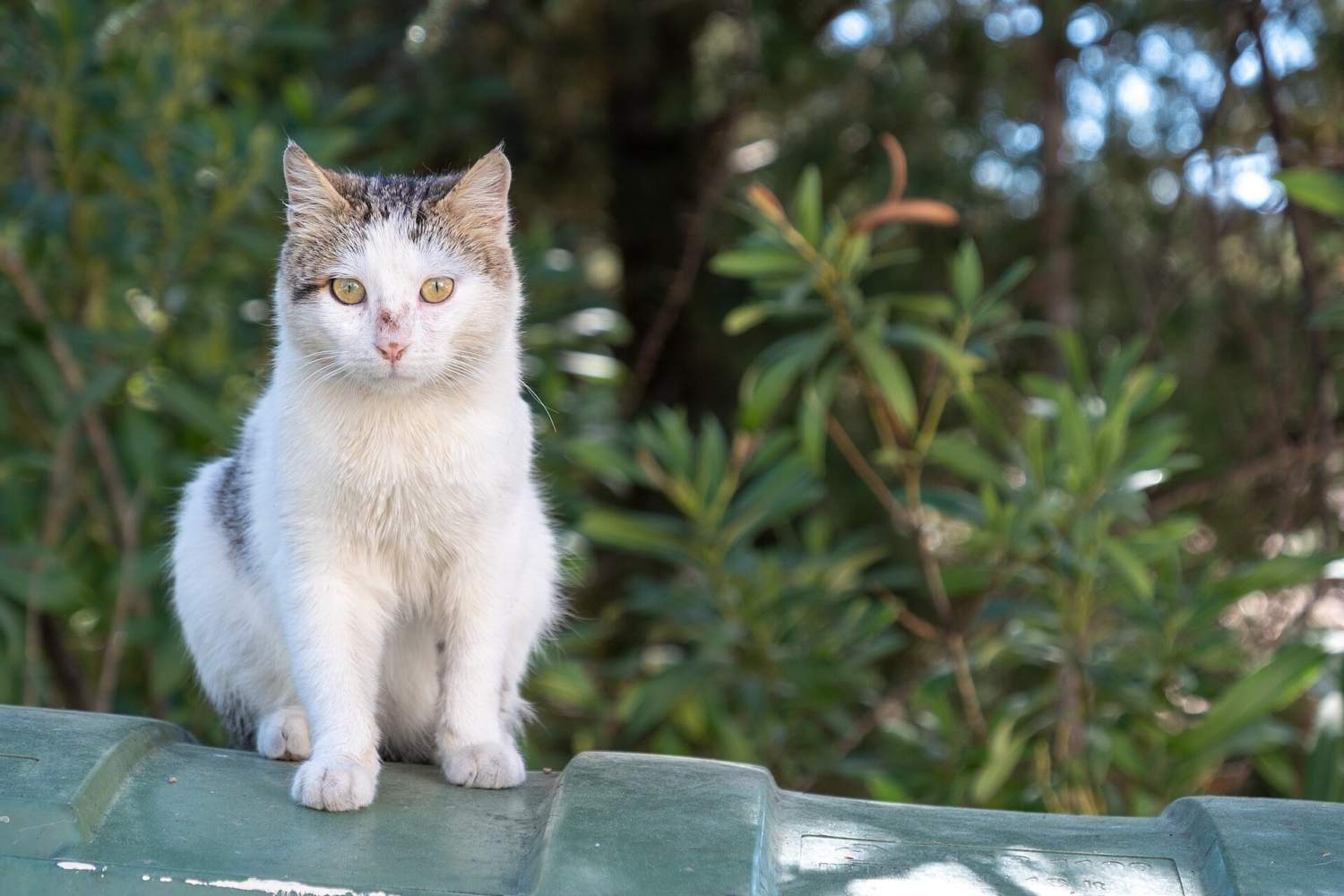 Cat In Palaichori, Cyprus (ppl1 Corrected) Julesvernex2