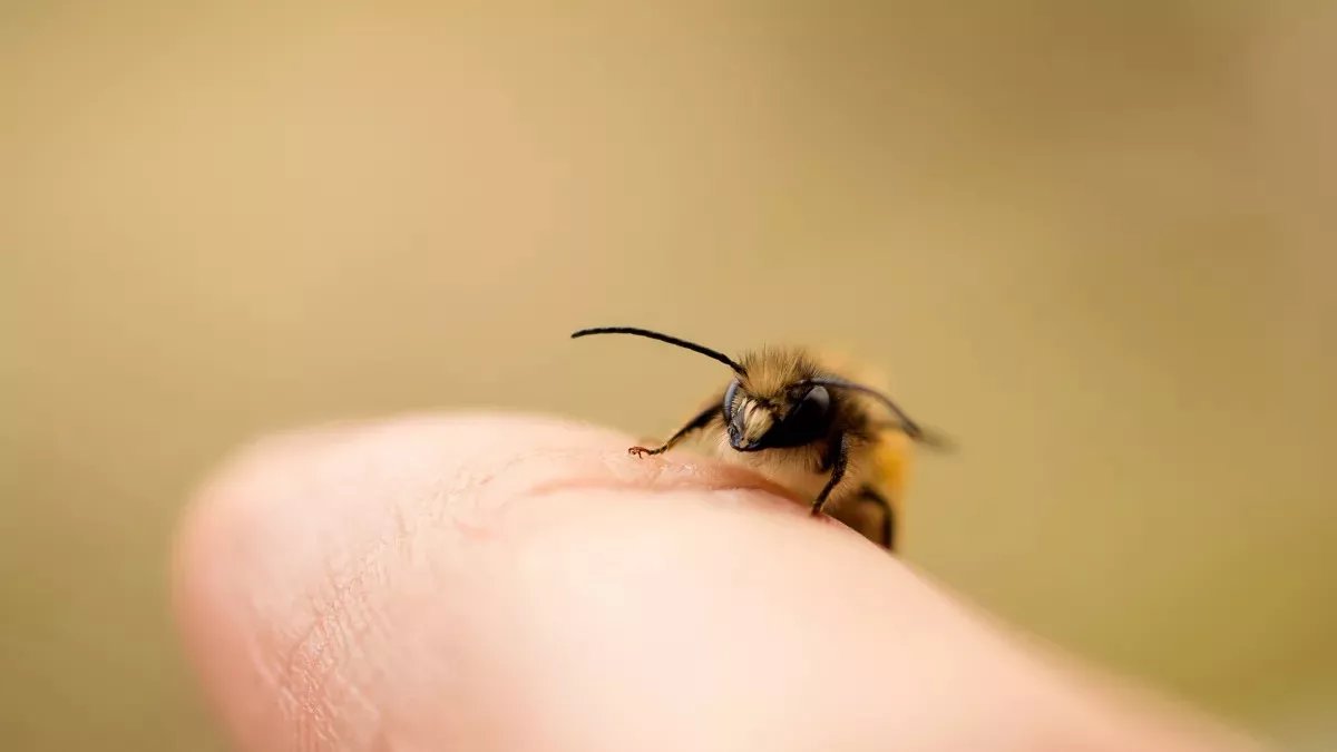 Customs Urges Caution Over Bees From North, Warns Mite Risk