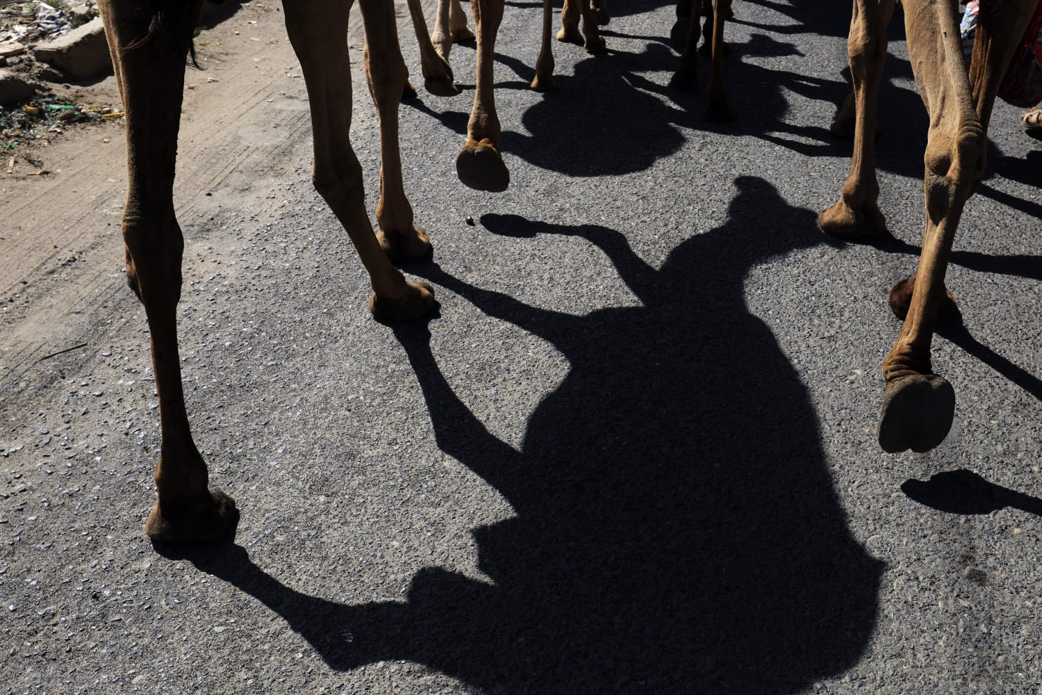 Camel Herders Struggle To Find Pastures In Water Scarce Yemen