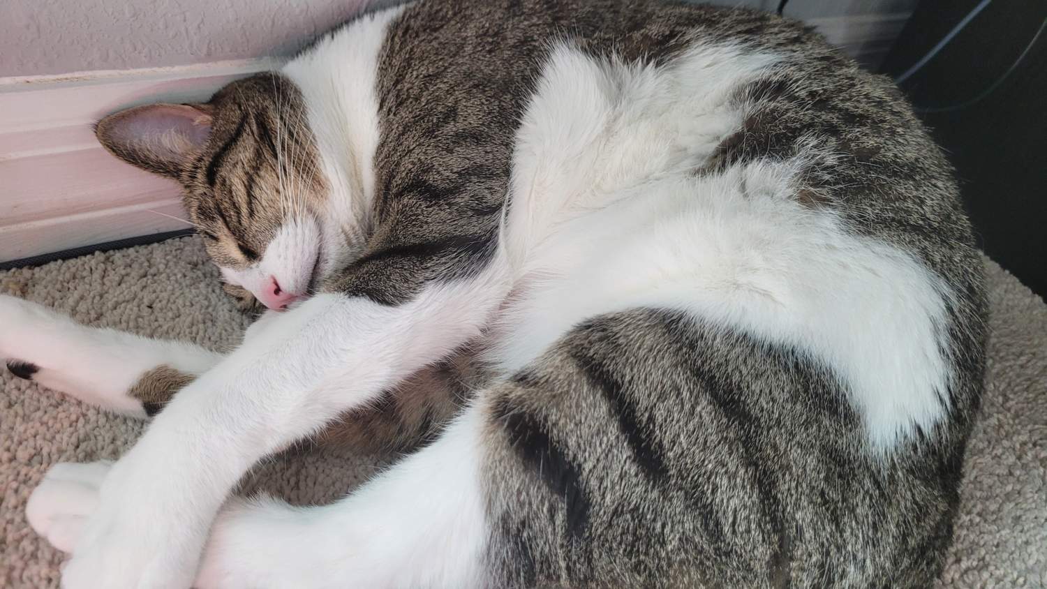 File Cyprus Cat Sleeping