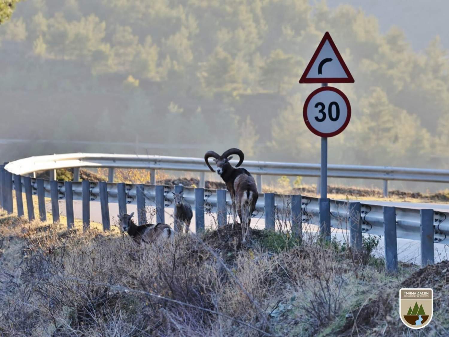 Forestry Department Opens Safety Barriers For Mouflon To Cross Roads