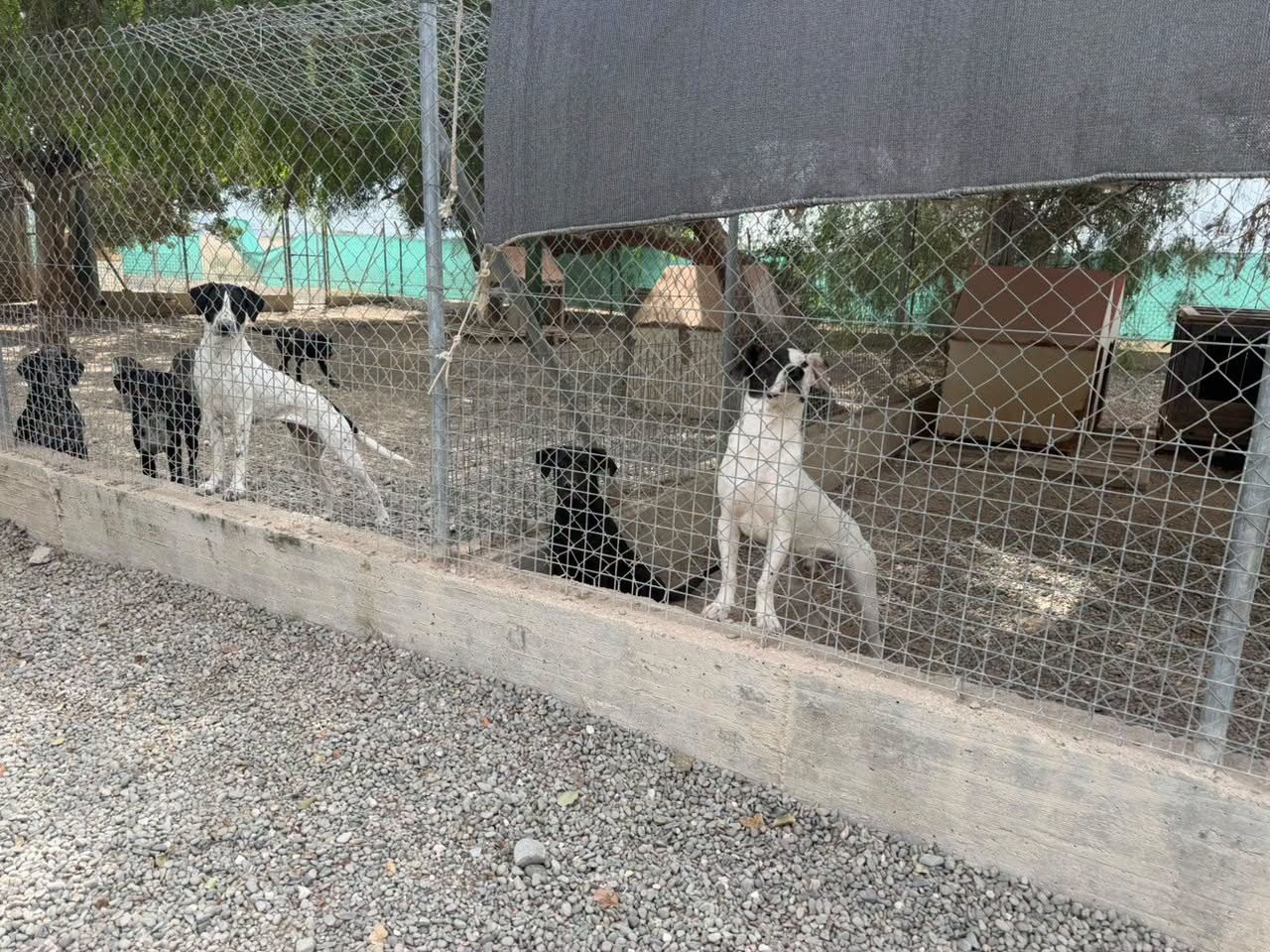 Free Adoptions Offered For 35 Dogs At Overcrowded Nicosia Shelter