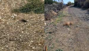 Mass Poisoning Of Cats And Stray Dog In Vavla Reported As Residents Call On Police