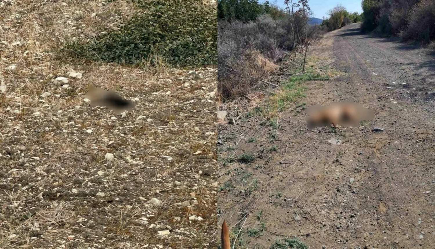 Mass Poisoning Of Cats And Stray Dog In Vavla Reported As Residents Call On Police