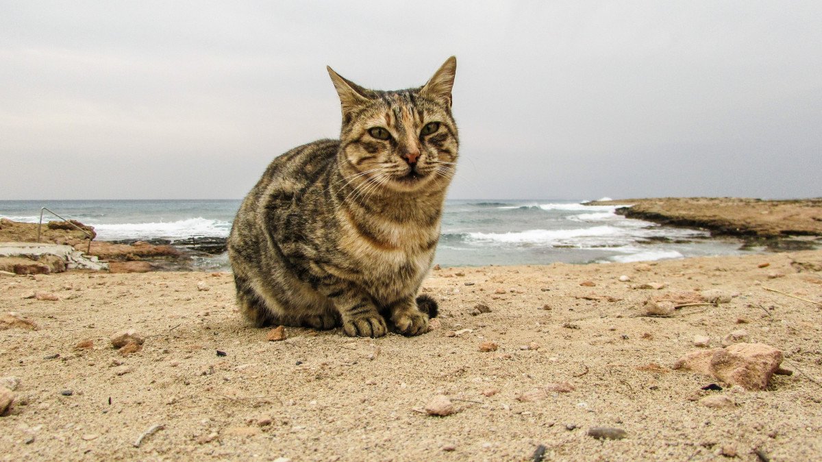 Cat Trappings Paphos Cats Animal Welfare Animals Kato Pafos Ecologists