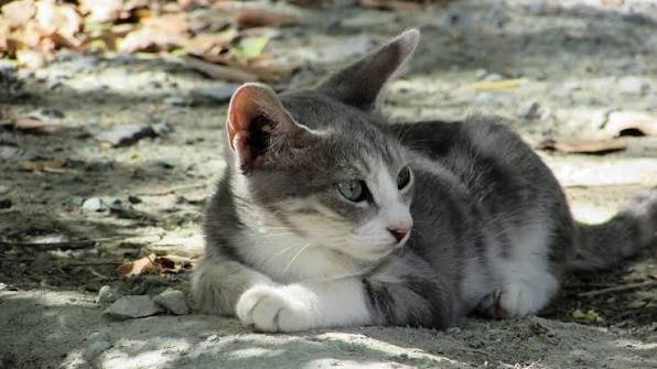 Images (6)